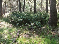 otta delle Femmine27052012 091